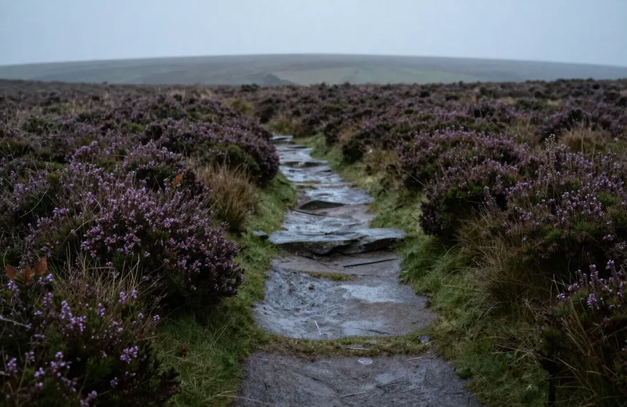 A narrow footpath through moorland at dawn